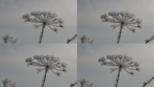 冬天的雾中，大田植物赫拉克勒姆被白雪覆盖。草地植物Heracleum。白色的雾。冬天的季节。严寒的天气。寒冷的气候。阳光。雪的风景。视频。高清在线视频素材下载