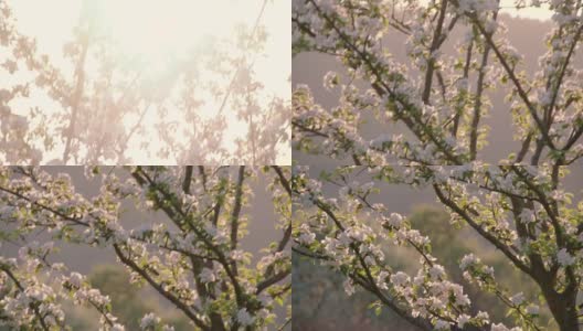 美丽的树在春天开花高清在线视频素材下载