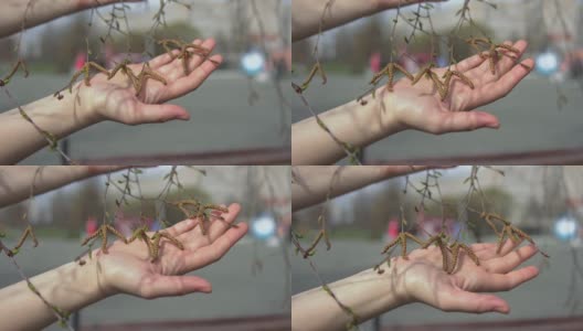 女人用手抚摸着白桦树嫩绿的叶子和柳絮高清在线视频素材下载