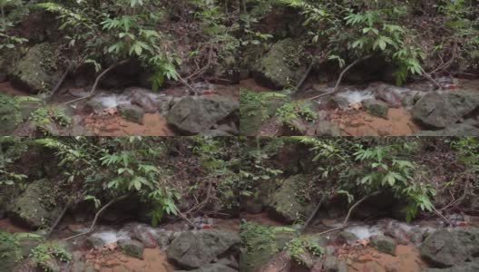 在雨林中流淌的山涧河流。小溪在森林深处的石头间流淌。丛林森林中瀑布的小瀑布从岩石上流过。高清在线视频素材下载