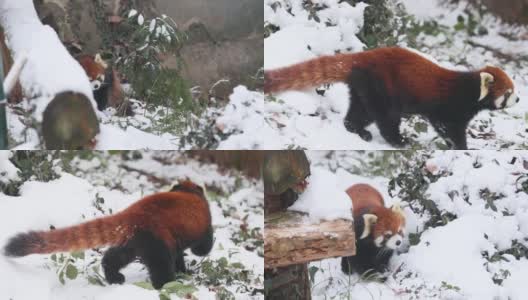 跟随小熊猫(Ailurus fulgens)在冬天的雪地里散步。高清在线视频素材下载
