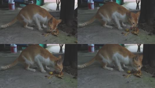 印度流浪猫高清在线视频素材下载