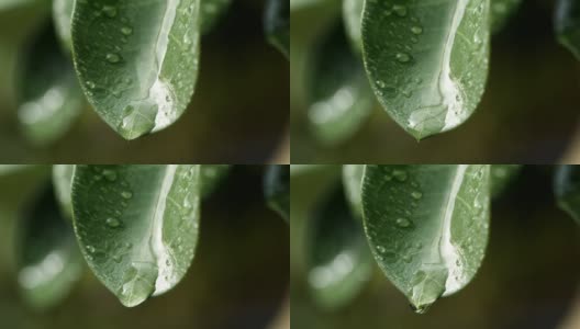 水滴落在新鲜的绿叶反射阳光在清晨的自然背景，微距拍摄的慢动作。拯救环境的概念，清洁地球，生态，世界地球日。高清在线视频素材下载