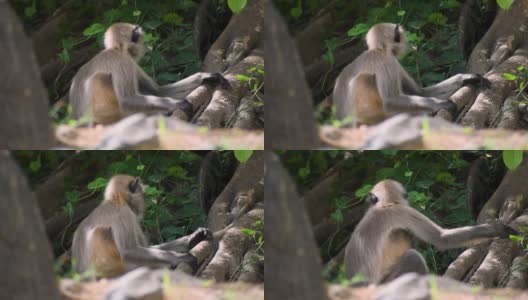 丛林中的印度猴子格雷·兰格尔的特写肖像。在印度古吉拉特邦的吉纳尔山高清在线视频素材下载