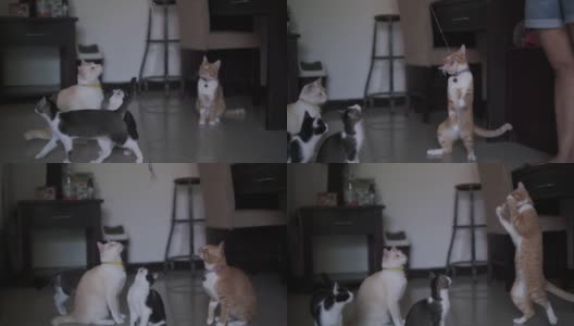 一群猫试图抓住棍子玩具高清在线视频素材下载