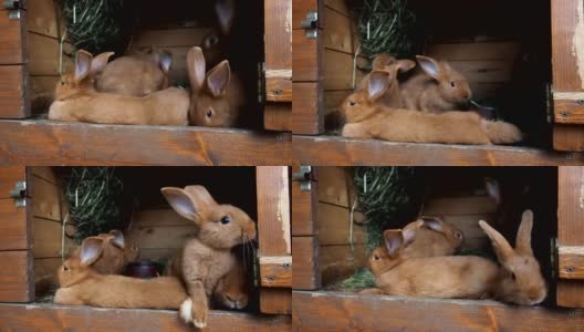 笼子里可爱的兔子高清在线视频素材下载