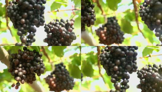 葡萄园里的红葡萄高清在线视频素材下载