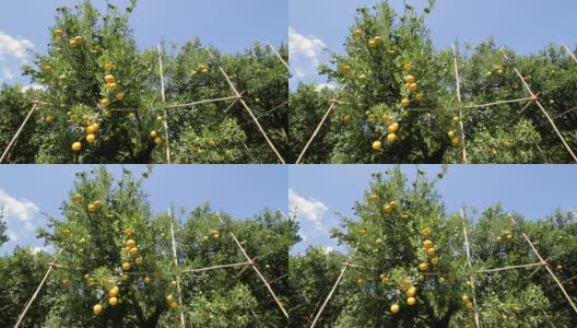 多莉拍摄了果园里的桔子树高清在线视频素材下载