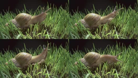 大蜗牛在草丛中爬行高清在线视频素材下载
