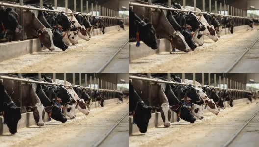 马厩里的奶牛高清在线视频素材下载
