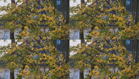 秋叶在微风中在白桦树枝上飘动。秋叶在秋风中摇曳高清在线视频素材下载