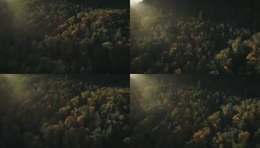 令人惊叹的灯光在多彩的森林树冠秋天的树木在日落空中高清在线视频素材下载