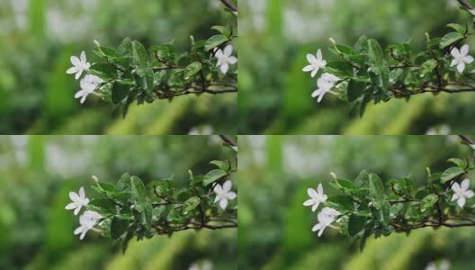在清晨雨后的花园中，贴近新鲜的绿叶枝带着白色的一朵花，清新的雨后时间概念，4K Dci分辨率高清在线视频素材下载