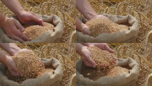 小麦是成功农民的粮食高清在线视频素材下载