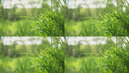 模糊的绿色背景，草与水珠。高清在线视频素材下载