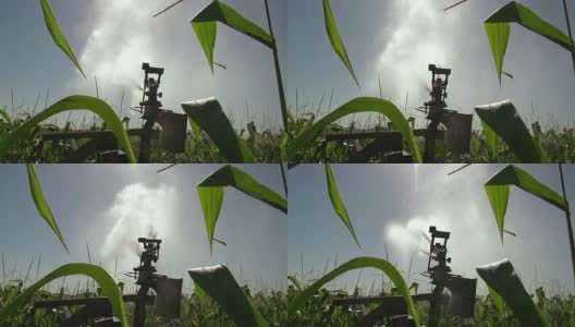 用农业喷灌机浇灌玉米田高清在线视频素材下载