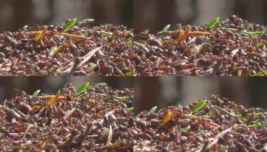 蚂蚁在蚁丘里四处乱窜高清在线视频素材下载