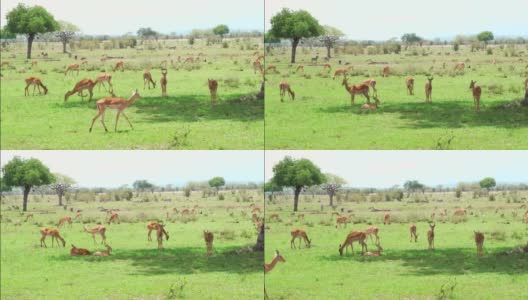 一群正在休息和吃草的黑斑羚高清在线视频素材下载
