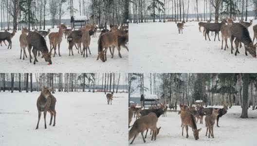 奇特鹿食等。鹿从森林里出来吃东西。可爱的鹿冬天在生物站觅食。动物保护高清在线视频素材下载