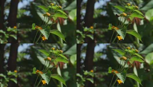 橙花与蜜蜂高清在线视频素材下载