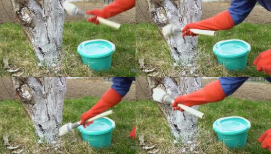园丁在花园里用石灰(材料)粉刷树干。高清在线视频素材下载