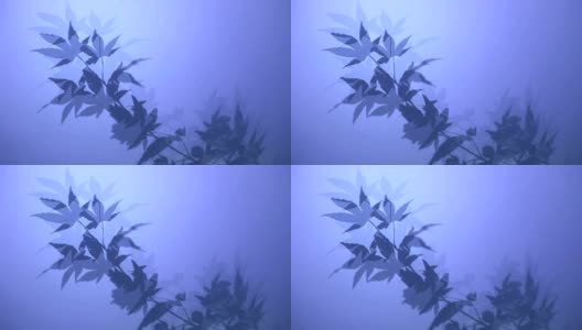 枫silhouette-Blue高清在线视频素材下载