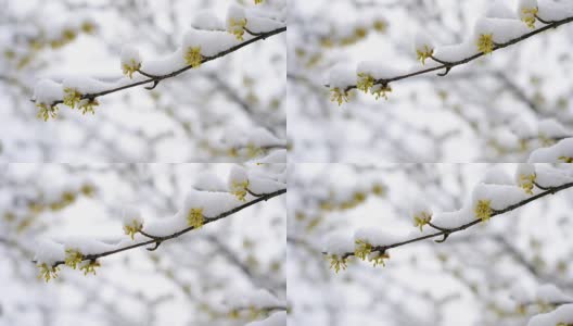 雪花飘落在樱花上高清在线视频素材下载
