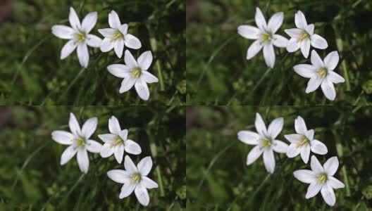 绿草如茵的草地，白色的花朵，和煦的春风高清在线视频素材下载