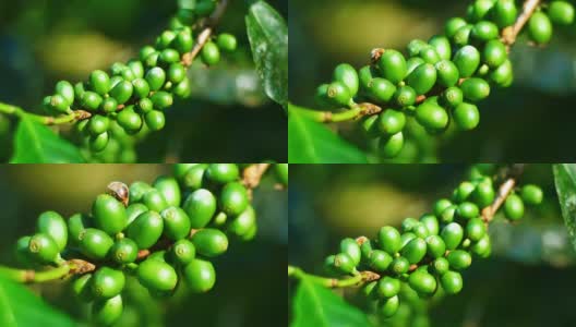 泰国北部清莱省的绿咖啡豆。高清在线视频素材下载