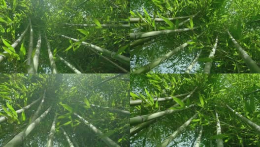 在早晨的阳光下，缓慢的稳定视频绿色的竹子植物高清在线视频素材下载