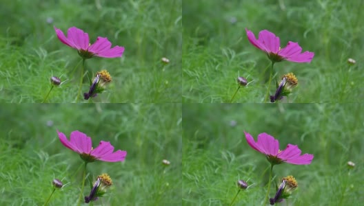 花坛上美丽的宇宙花。近距离高清在线视频素材下载