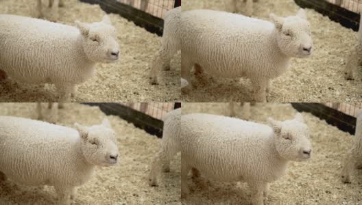 娃娃绵羊站在谷仓里。在缓慢的运动。高清在线视频素材下载