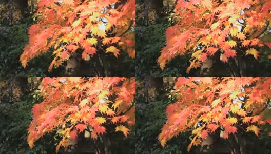 美丽的日本秋叶颜色高清在线视频素材下载