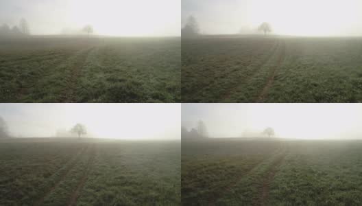 秋日雾蒙蒙的草地上宁静的景色高清在线视频素材下载