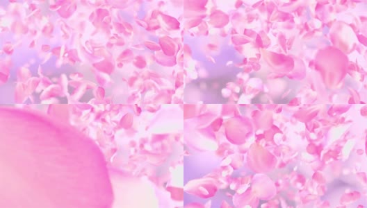 粉红色玫瑰花瓣下落可循环背景在4K高清在线视频素材下载