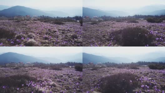 春天秋水仙盛开。秋水仙的紫色花朵。山野春花高清在线视频素材下载