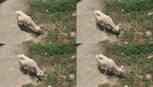 山羊在吃水泥小路上的草高清在线视频素材下载