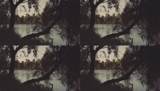 河边的树枝随风飘动高清在线视频素材下载