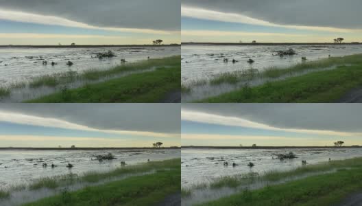 德克萨斯州科珀斯克里斯蒂附近被淹的农田高清在线视频素材下载