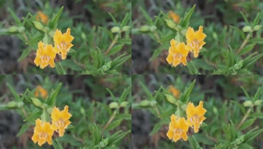 长花Diplacus longiflorus bloom - red rock cp mrca - 041921 v高清在线视频素材下载