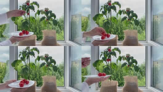 女性手收番茄，植物生长在窗台上。公寓的家庭花园高清在线视频素材下载
