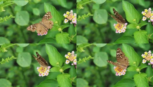 蝴蝶吮吸花蜜在西印度兰塔纳花高清在线视频素材下载