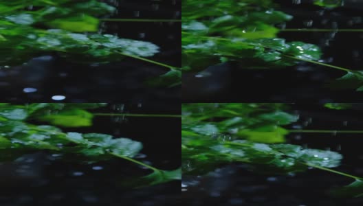 水滴落在香菜叶子上高清在线视频素材下载