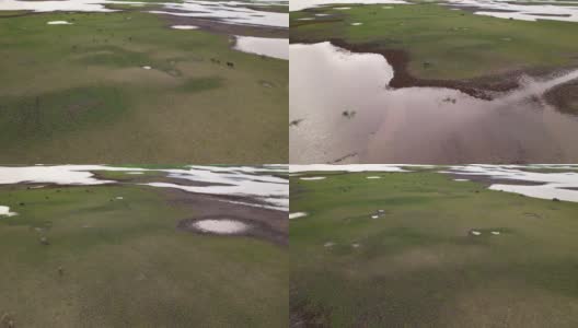 涉水过河或湖中的一群水牛。高清在线视频素材下载