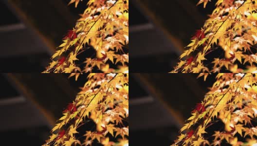 日本秋叶夜景高清在线视频素材下载