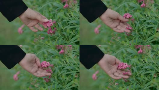 4k，一个穿着黑色长袖衬衫的女人的手拿着一朵粉红色的花在花园里。高清在线视频素材下载