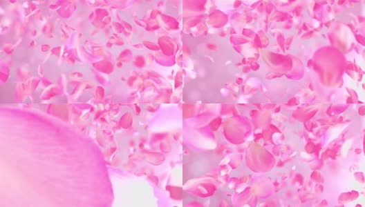 粉红色玫瑰花瓣可循环背景在4K高清在线视频素材下载