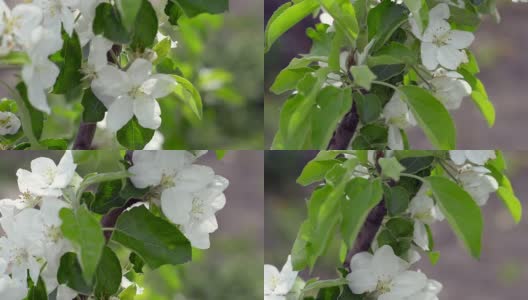 这是春天。苹果树在蓝天的映衬下开花。抽象模糊的背景。美丽的自然景色，盛开的树枝和晨光。高清在线视频素材下载