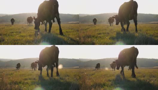牛在田野中行走，背景是美丽的乡村风景。在牧场上吃草的一群牛。风景优美的乡村景象。农业的概念。慢镜头高清在线视频素材下载