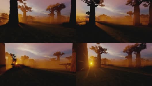 日落时分非洲猴面包树的小巷高清在线视频素材下载